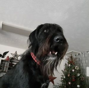 Meet your Posher, Brandon